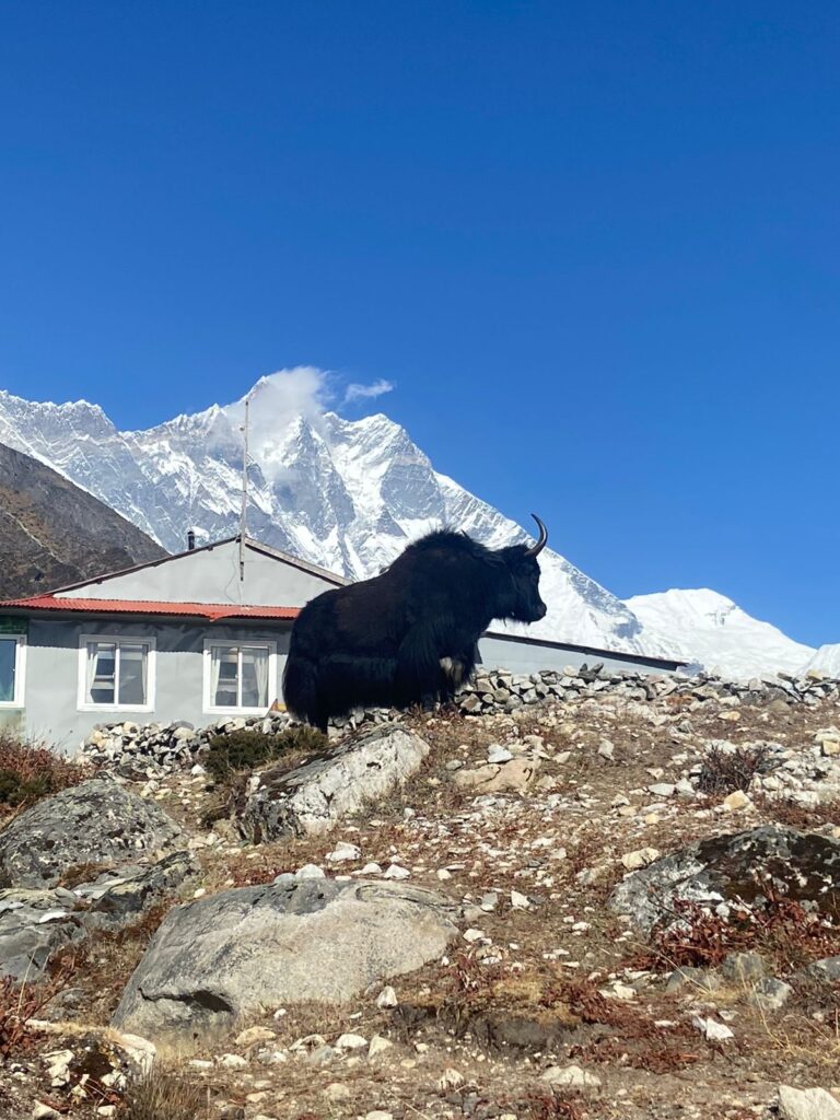 Best Travel Agency in Nepal